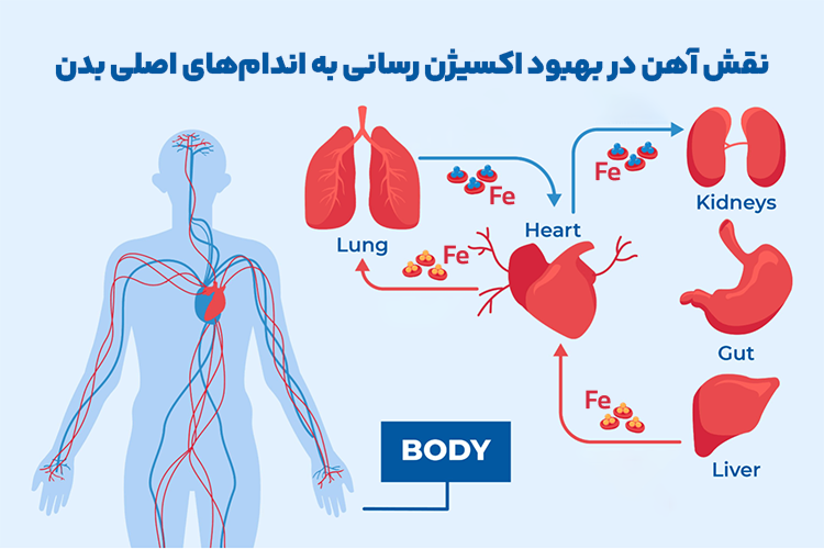 نقش آهن در بهبود اکسیژن رسانی به اندام های بدن